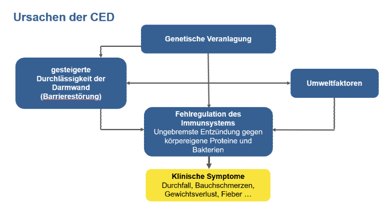 Ursachen CED